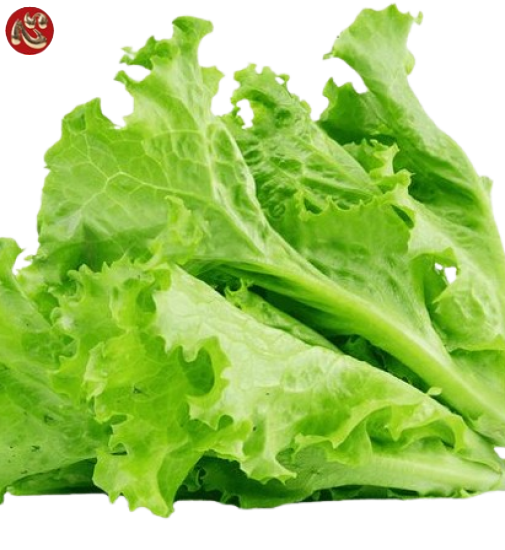 Rau xà lách
